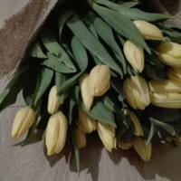 Bukiet z 30 żółtych tulipanów